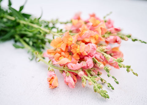 Orange Wonder - Snapdragon Seeds