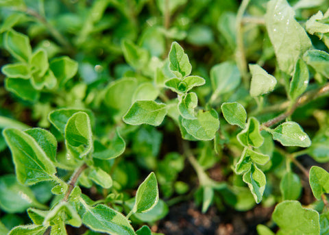 Italian - Oregano Seeds - Organic