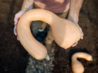 Hands holding a tan, curved Pennsylvania Dutch Crookneck winter squash over dark garden soil.