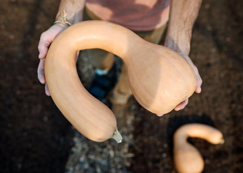 Pennsylvania Dutch Crookneck - Winter Squash Seeds