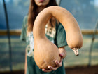 Person holding a tan Pennsylvania Dutch Crookneck winter squash with a long, curved neck in a greenhouse.