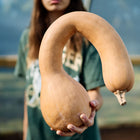 Person holding a tan Pennsylvania Dutch Crookneck winter squash with a long, curved neck in a greenhouse.
