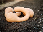 Three tan Pennsylvania Dutch Crookneck winter squash resting on dark garden soil.