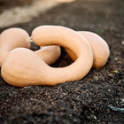 Three tan Pennsylvania Dutch Crookneck winter squash resting on dark garden soil.