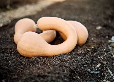 Pennsylvania Dutch Crookneck - Winter Squash Seeds