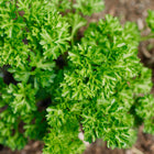 Top-down view of a Forest Green parsley plant with densely curled, vibrant green leaves growing in garden soil.