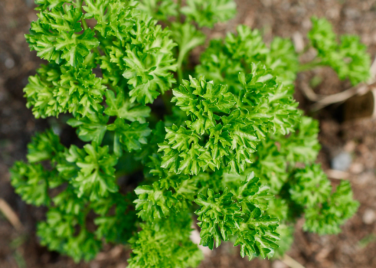 Forest Green - Parsley Seeds - Organic
