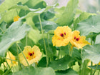Creamy yellow Peach Melba nasturtium flowers with orange-red centers nestled among rounded green leaves.