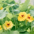 Creamy yellow Peach Melba nasturtium flowers with orange-red centers nestled among rounded green leaves.