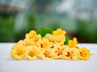 Creamy yellow Peach Melba nasturtium flowers with orange-red centers resting on a white surface.