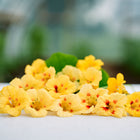 Creamy yellow Peach Melba nasturtium flowers with orange-red centers resting on a white surface.