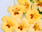 Creamy yellow Peach Melba nasturtium flowers with orange-red centers on a white background.
