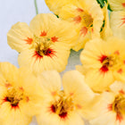 Creamy yellow Peach Melba nasturtium flowers with orange-red centers on a white background.