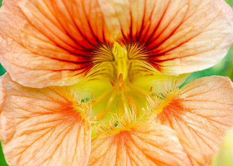 Peach Melba - Nasturtium Seeds