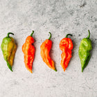 Five Bhut Jolokia Ghost peppers in varying stages of ripeness from green to bright red on a grey stone background.