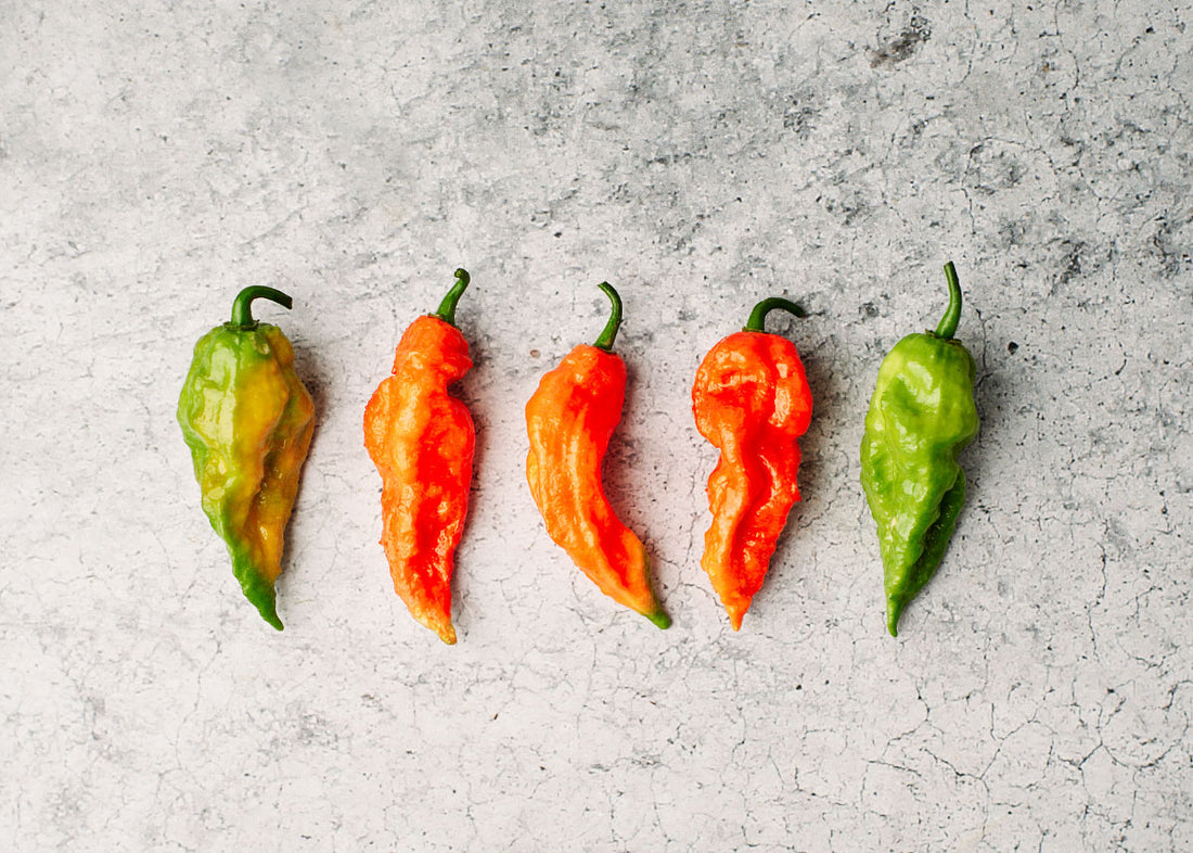 Bhut Jolokia Ghost - Hot Pepper Seeds