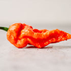 A single, wrinkled, bright red Bhut Jolokia Ghost pepper with a green stem on a light surface.