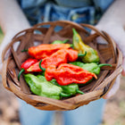 Hands holding a small woven basket filled with fresh, wrinkled red and green Bhut Jolokia Ghost peppers.