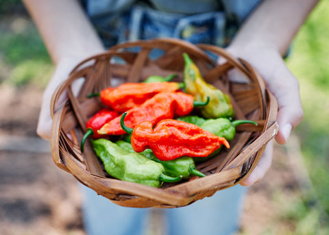 Bhut Jolokia Ghost - Hot Pepper Seeds