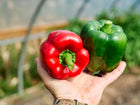 Hand holding a ripe red and a green California Wonder bell pepper in a greenhouse.