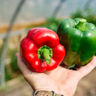 Hand holding a ripe red and a green California Wonder bell pepper in a greenhouse.