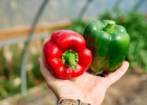 California Wonder - Organic Sweet Pepper Seeds