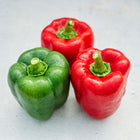 Two red and one green California Wonder bell peppers with water droplets on a light gray surface.