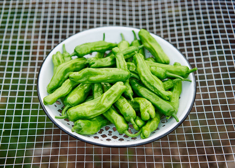 Italian Pepperoncini - Organic Sweet Pepper Seeds