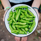Hands holding a white colander filled with freshly harvested, slender green Shishito peppers.