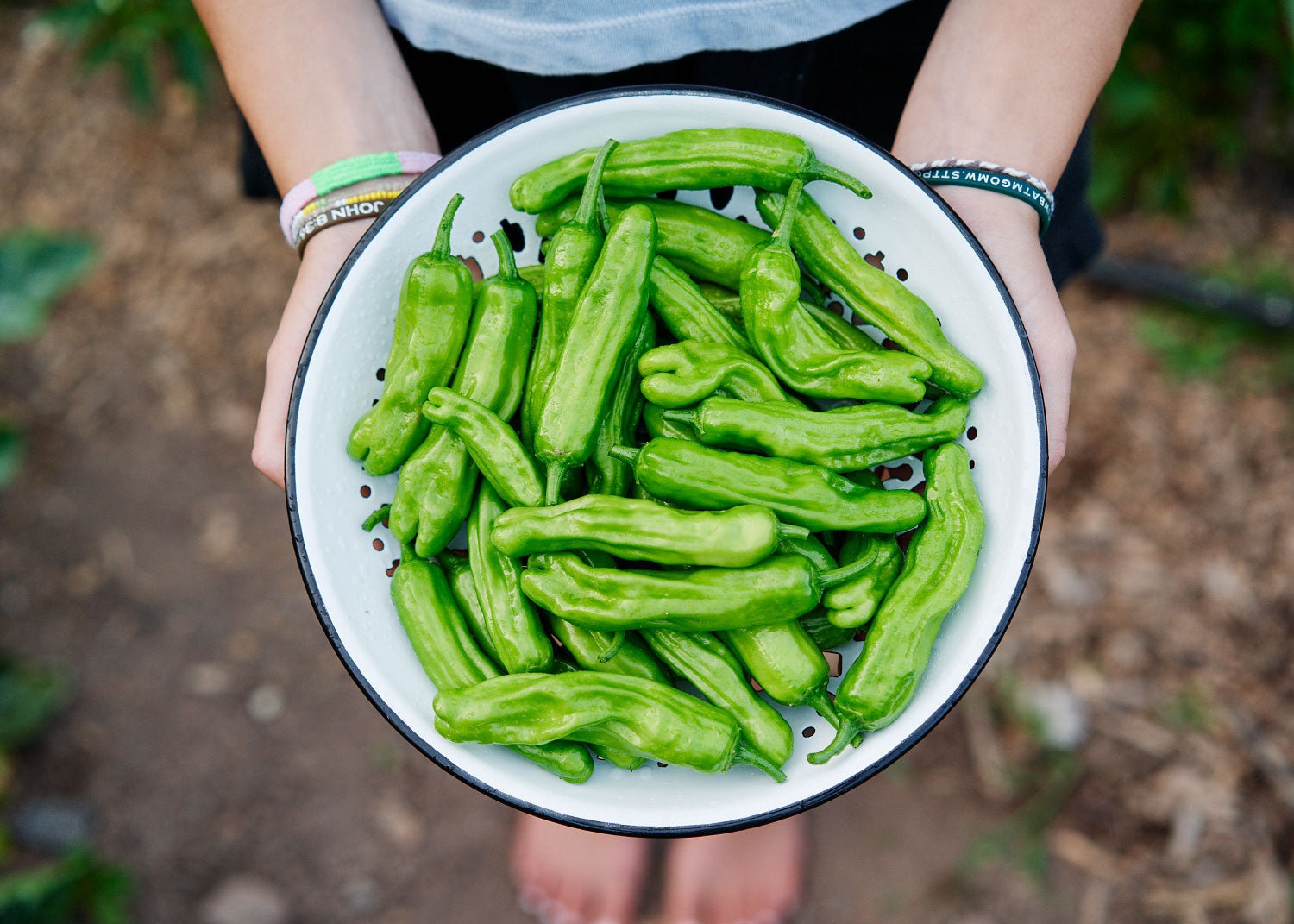 Shishito - Sweet Pepper Seeds - Organic