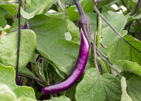 Ping Tung - Eggplant Seeds