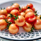 Freshly harvested Pink Bumble Bee cherry tomatoes with pink and gold stripes in a white decorative colander.