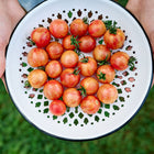 Hands holding a white colander filled with striped, rosy pink Pink Bumble Bee cherry tomatoes.