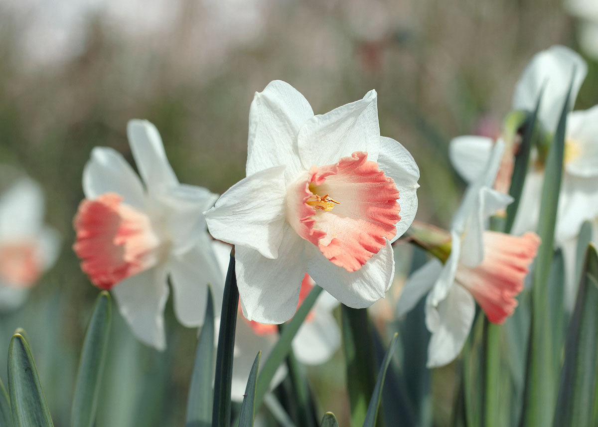 Pink Pride - Narcissus Bulbs