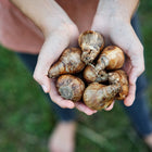 Hands holding a handful of brown, papery Best Pink Narcissus bulbs over a grassy background.