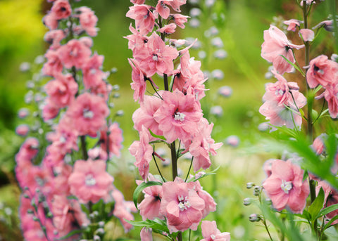 Pink Rocket - Larkspur Seeds - Organic