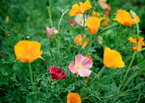 Mission Bells - California Poppy Seeds