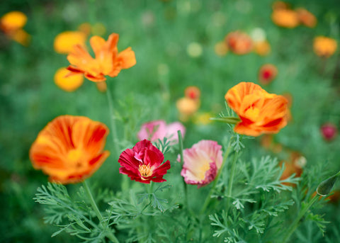 Mission Bells - California Poppy Seeds