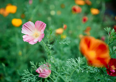 Mission Bells - California Poppy Seeds