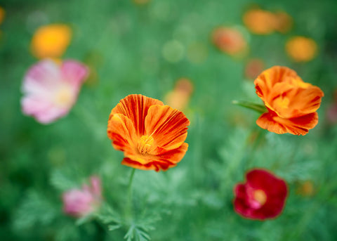 Mission Bells - California Poppy Seeds