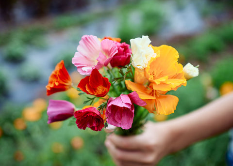 Mission Bells - California Poppy Seeds