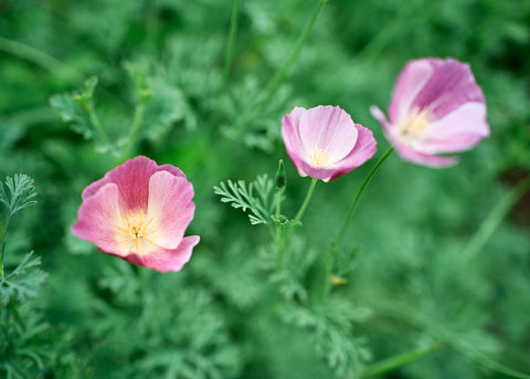 Purple Gleam - California Poppy Seeds