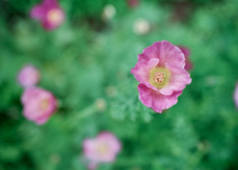 Purple Gleam - California Poppy Seeds