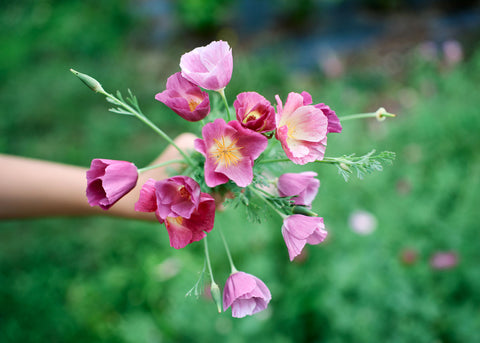 Purple Gleam - California Poppy Seeds