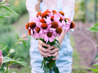 Person holding a fresh bouquet of purple coneflower Echinacea blooms with coppery centers in a garden.