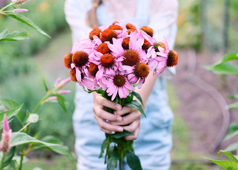 Purple Coneflower - Echinacea Seeds