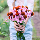 Person holding a fresh bouquet of pink Echinacea flowers in a garden.