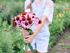 Person holding a fresh bouquet of purple coneflower Echinacea blooms with coppery centers in a garden.