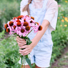 Person holding a fresh bouquet of purple coneflower Echinacea blooms with coppery centers in a garden.