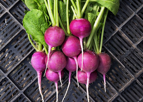 Purple Plum - Radish Seeds